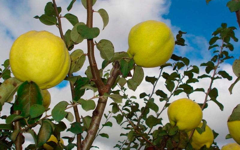 Estão sendo distribuídas de seis a sete cultivares de marmeleiro a produtores de 10 municípios mineiros (Foto: Reprodução/Diarural)
