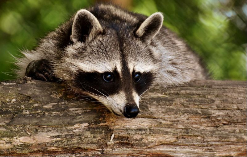 Conheça mais sobre esse animais (Imagem: reprodução)